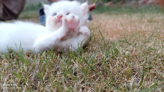 Percian Kitten available
