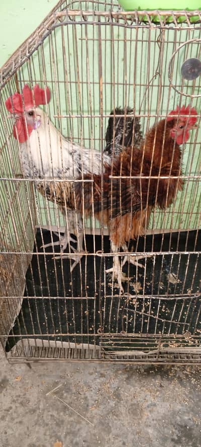 Desi pair for sale