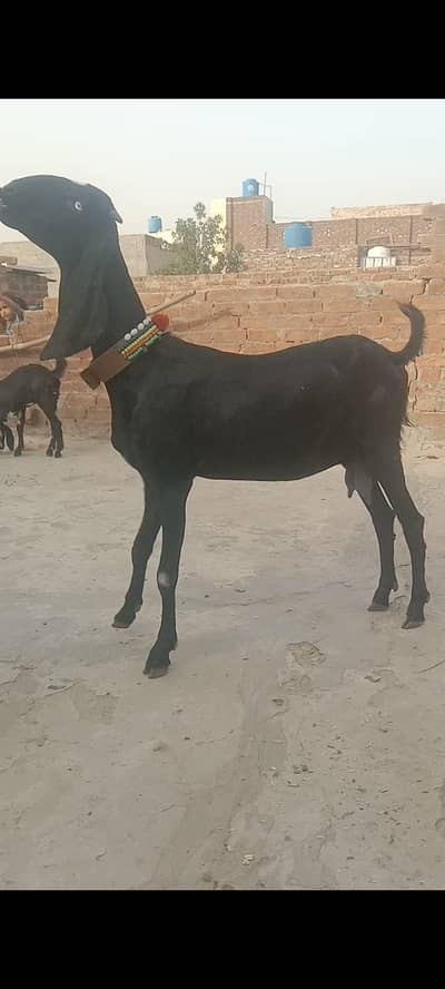 beetal Amrit sari female 03260441527