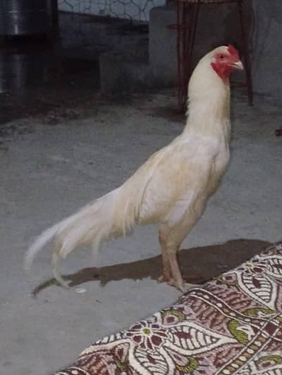 but acha pata hy