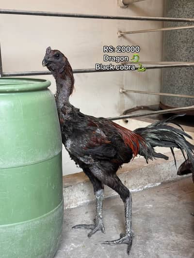 Dragon ( burmi ( pakoye breaders and chicks available 03020448380