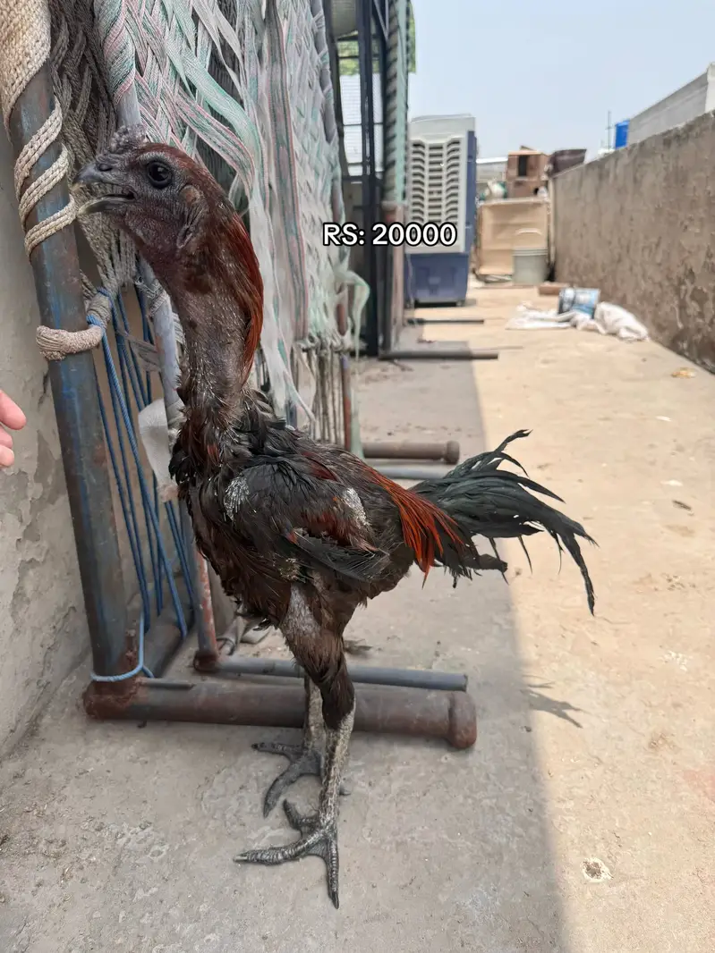 Dragon ( burmi ( pakoye breaders and chicks available 03020448380 — photo 2