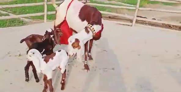 Desi Bakri Our 3 Bacchon Ka Sath Urgent for sale ,,03274970754)
