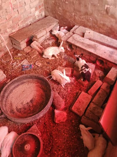 rabbits for sale. munasib rate