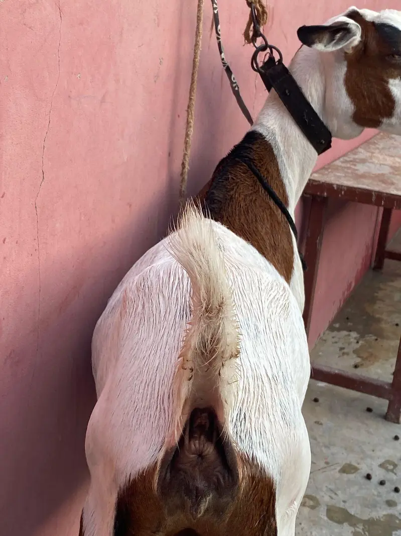 abkuck teddy bakri kala chamba sa cross — photo 2