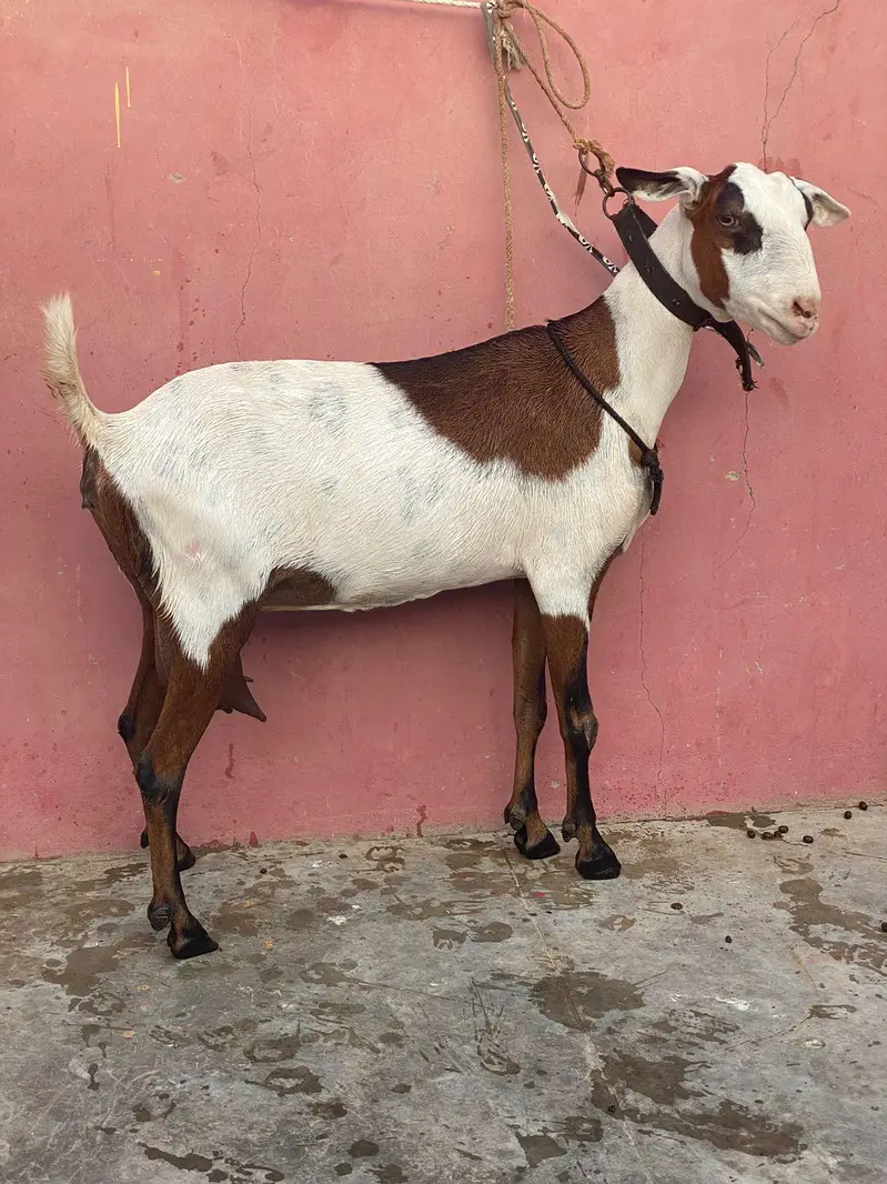 abkuck teddy bakri kala chamba sa cross — photo 4