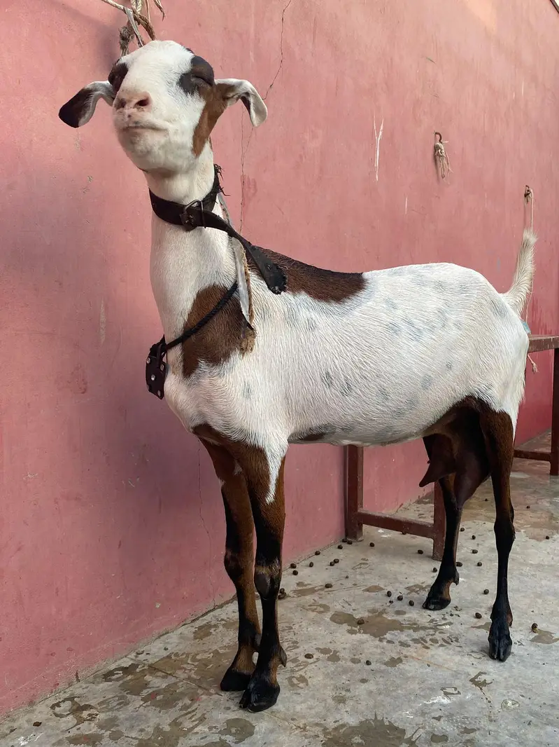 abkuck teddy bakri kala chamba sa cross — photo 5