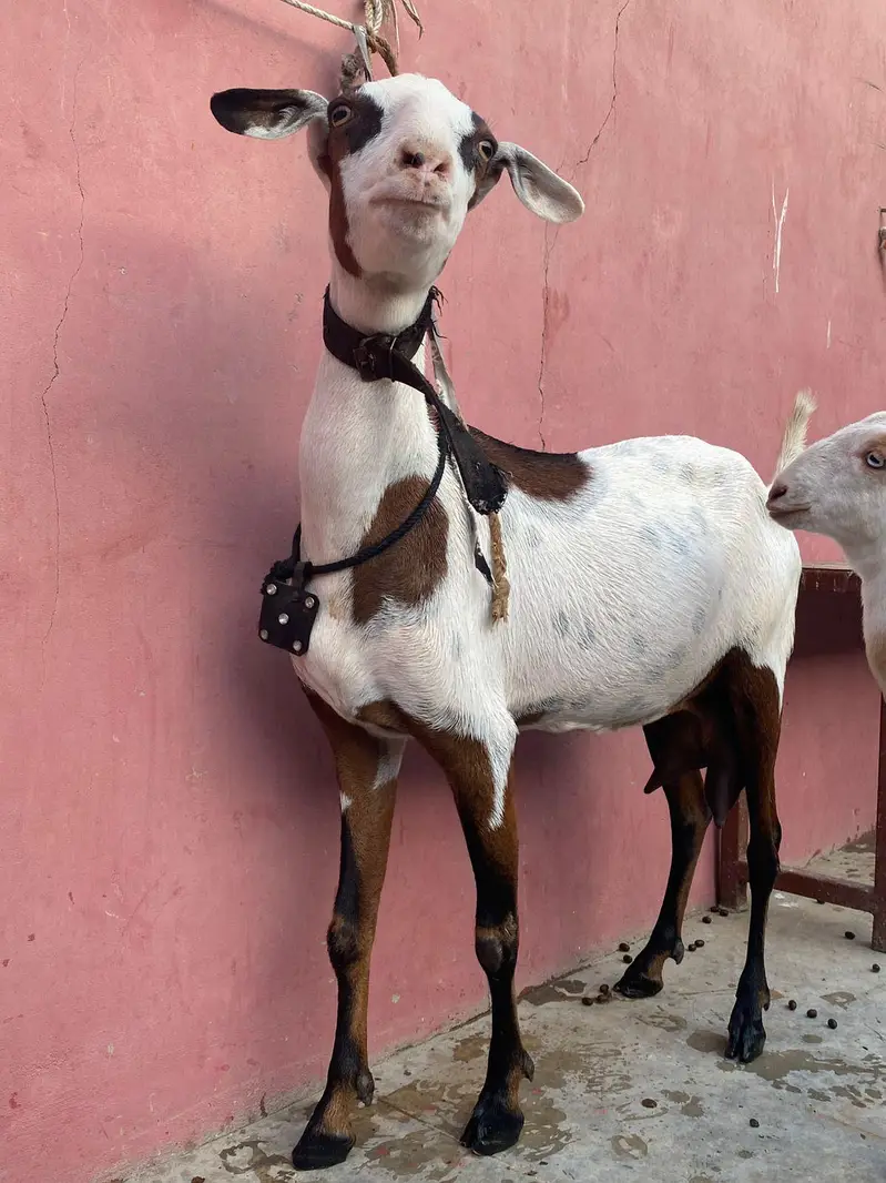 abkuck teddy bakri kala chamba sa cross — photo 6