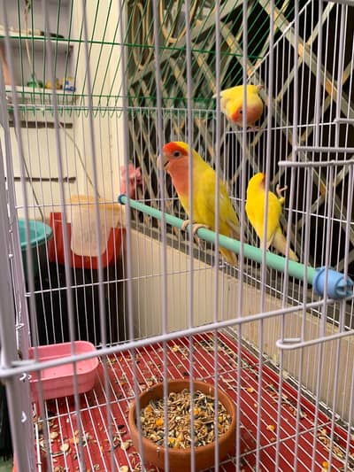 Lotino Lovebird for sale