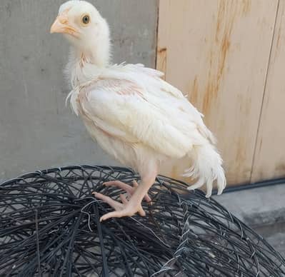 White heera aseel chicks