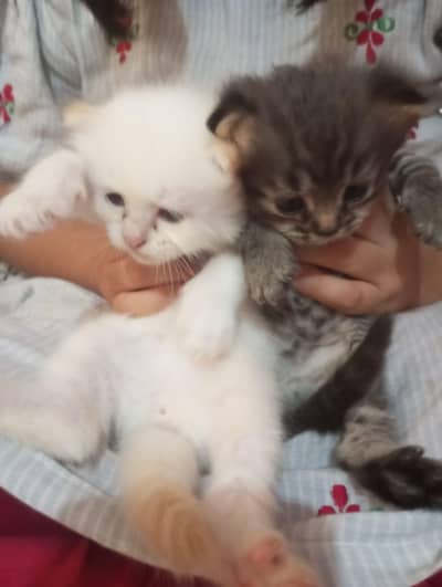 cat pair for sale