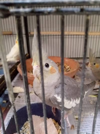 Grey cockatiel pair