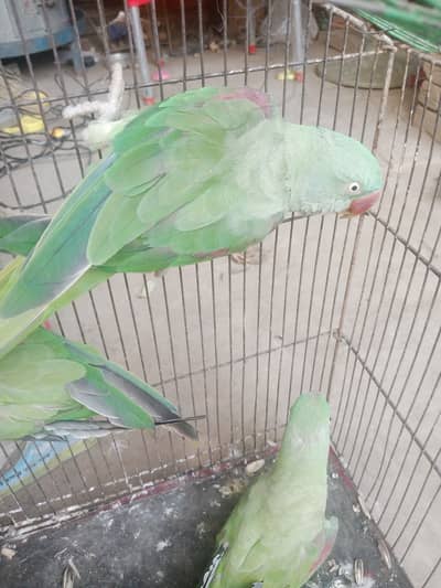 raw parrot for sale
