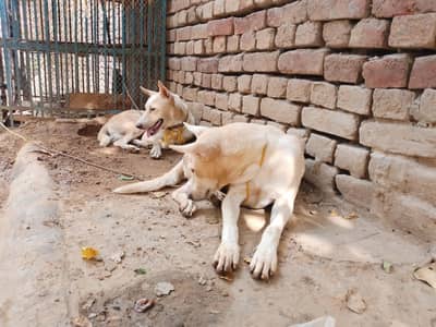 Lovely Gangster Dogs