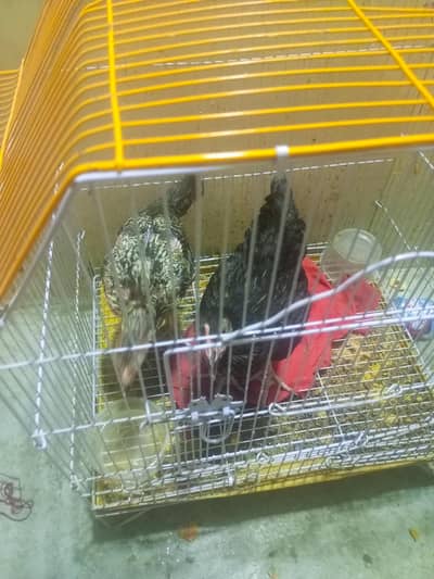 chicken