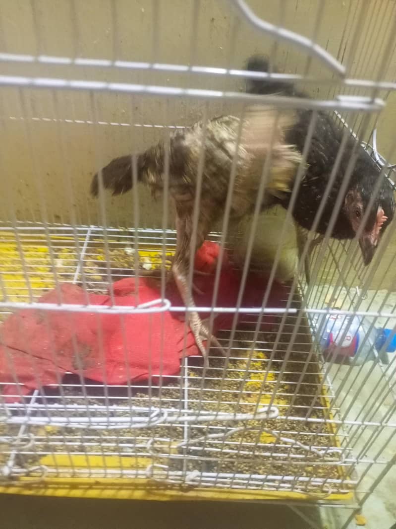 chicken 1
