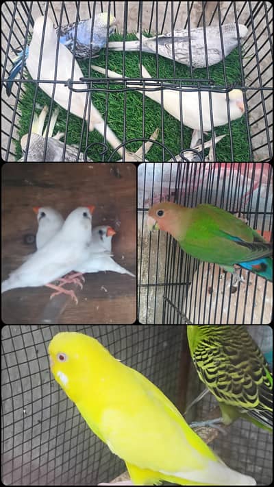 different mutation and normal birds available