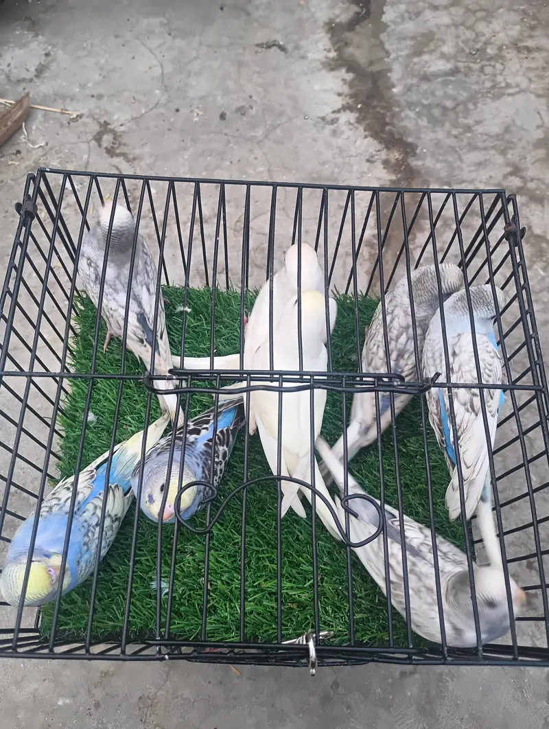 different mutation and normal birds available — photo 2