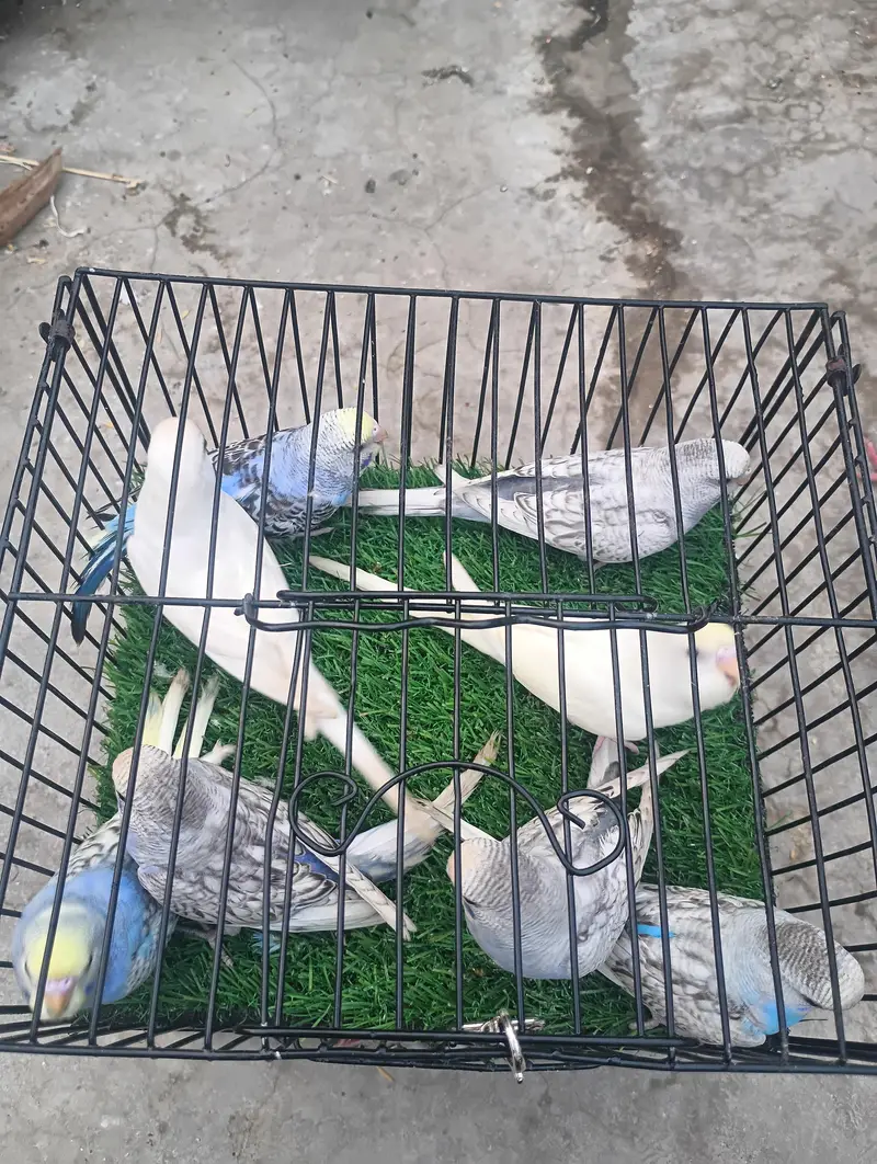different mutation and normal birds available — photo 3
