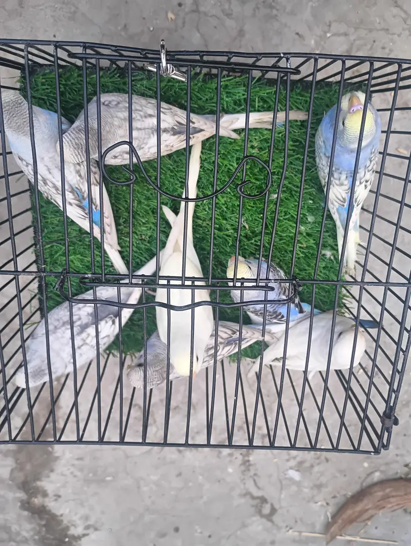 different mutation and normal birds available — photo 4