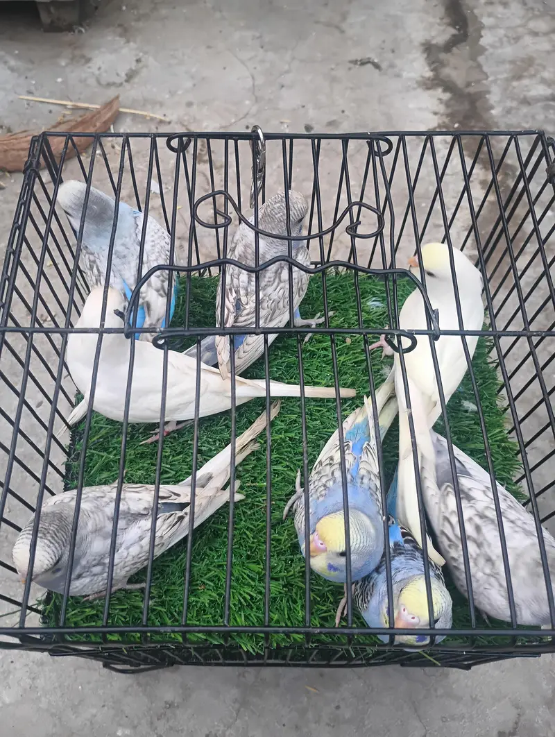different mutation and normal birds available — photo 5