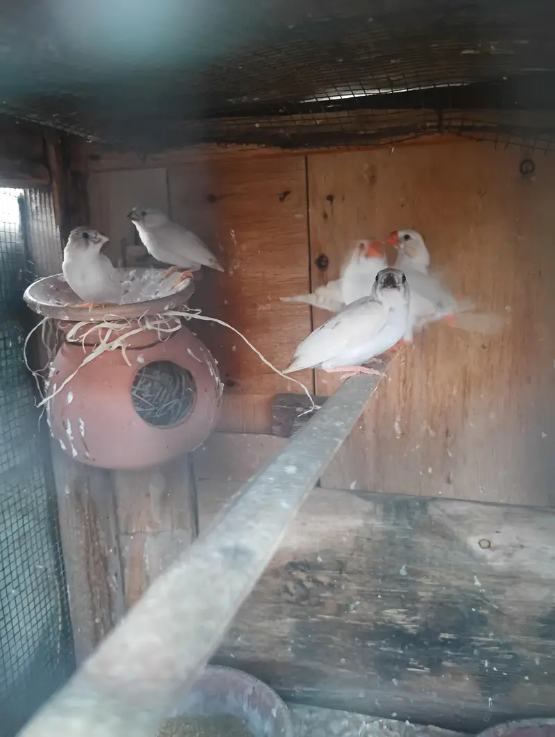 different mutation and normal birds available — photo 7