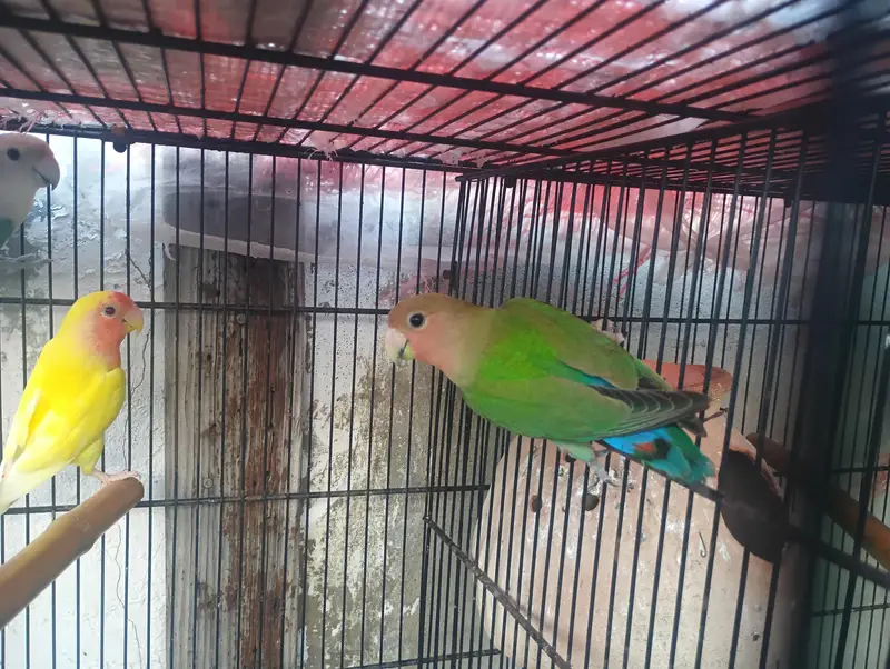 different mutation and normal birds available — photo 8