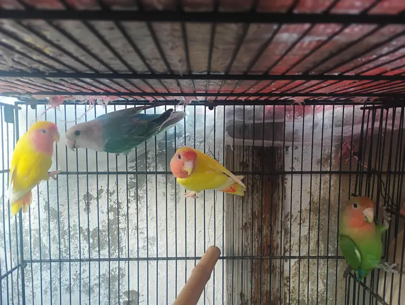 different mutation and normal birds available — photo 10
