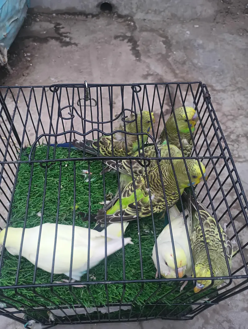 different mutation and normal birds available — photo 11