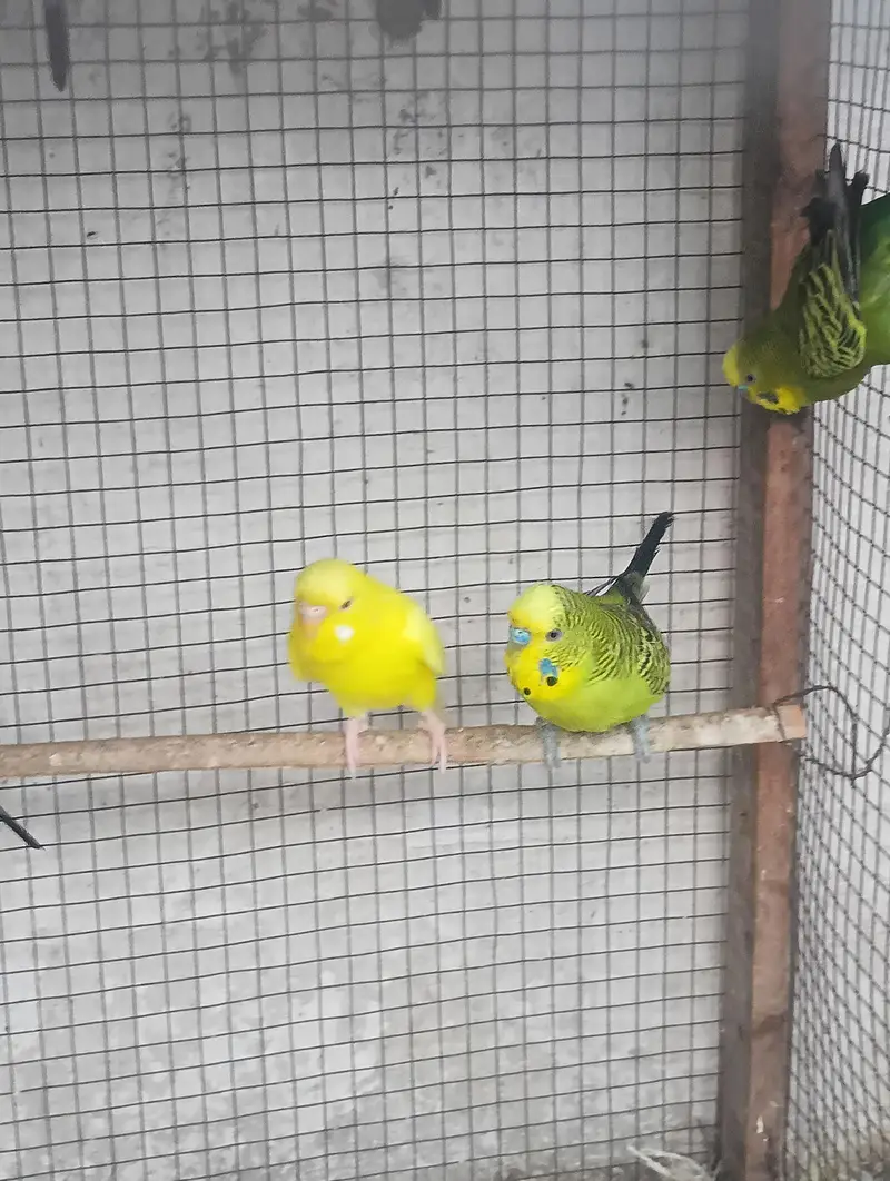 different mutation and normal birds available — photo 12