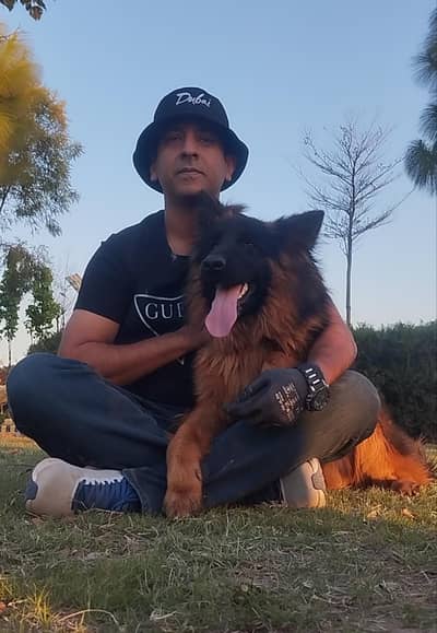 German shepherd male | German Shefard Dog | Gsd | Imported Bloodline