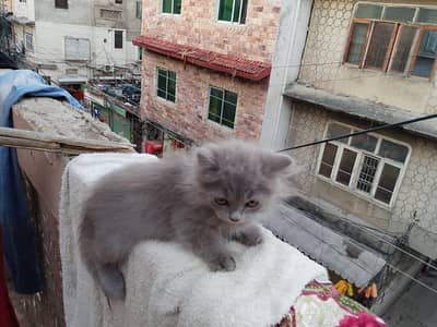 Persian kittens