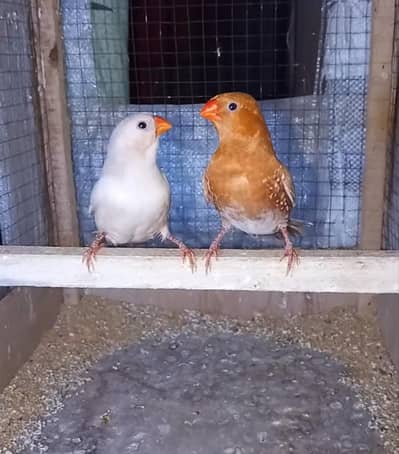 Full orenge breeder pair