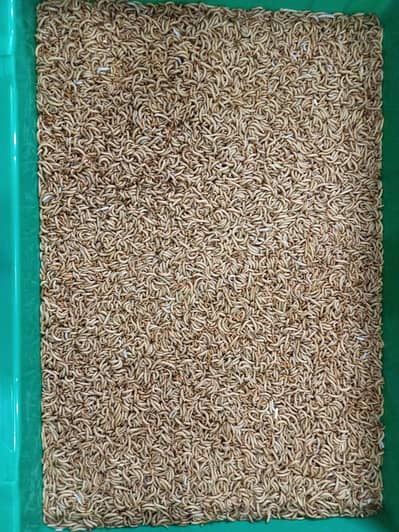 Live Mealworms