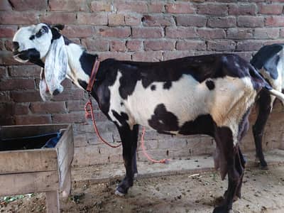 dasi amratsari bakri gaban tayer bhot bhara hawana may ha 03196624720