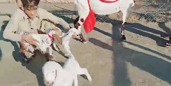 Desi Bakri Our 3 Bacchon Ka Sath Urgent for sale/ 03274970754)