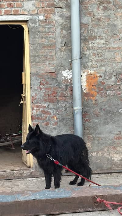 Huge size male black german shperd confirm stud amd pedgre