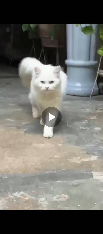 White Female Persian Mix Cat For Sale