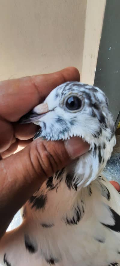 pigeon/o333::84""82""008