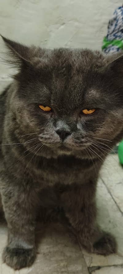 British shorthair