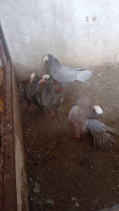 gray mukhi with 2 chick's nd red tail fantail pair
