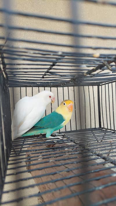 Love Birds Pair for sale