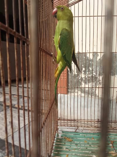 green parrot  female