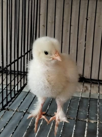 chicks for sale