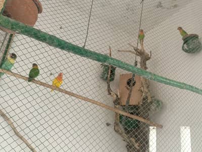 Parrots for sale