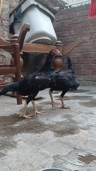 pure black shamo female