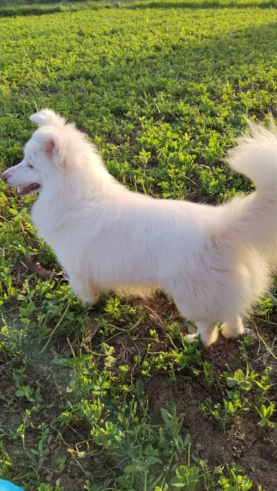 pomeranian