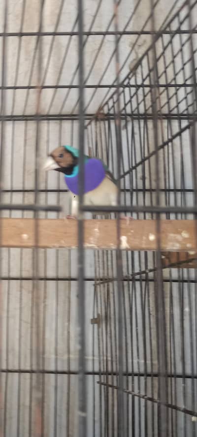 blue gouldian