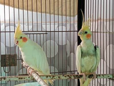 Pair of Cocktail parrot