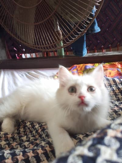 Pure White Turkish Angora Kitten for Sale – 2 to 3 Months Old